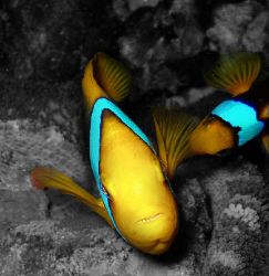 Anemone Fish (Tinian- CNMI) by Martin Dalsaso 